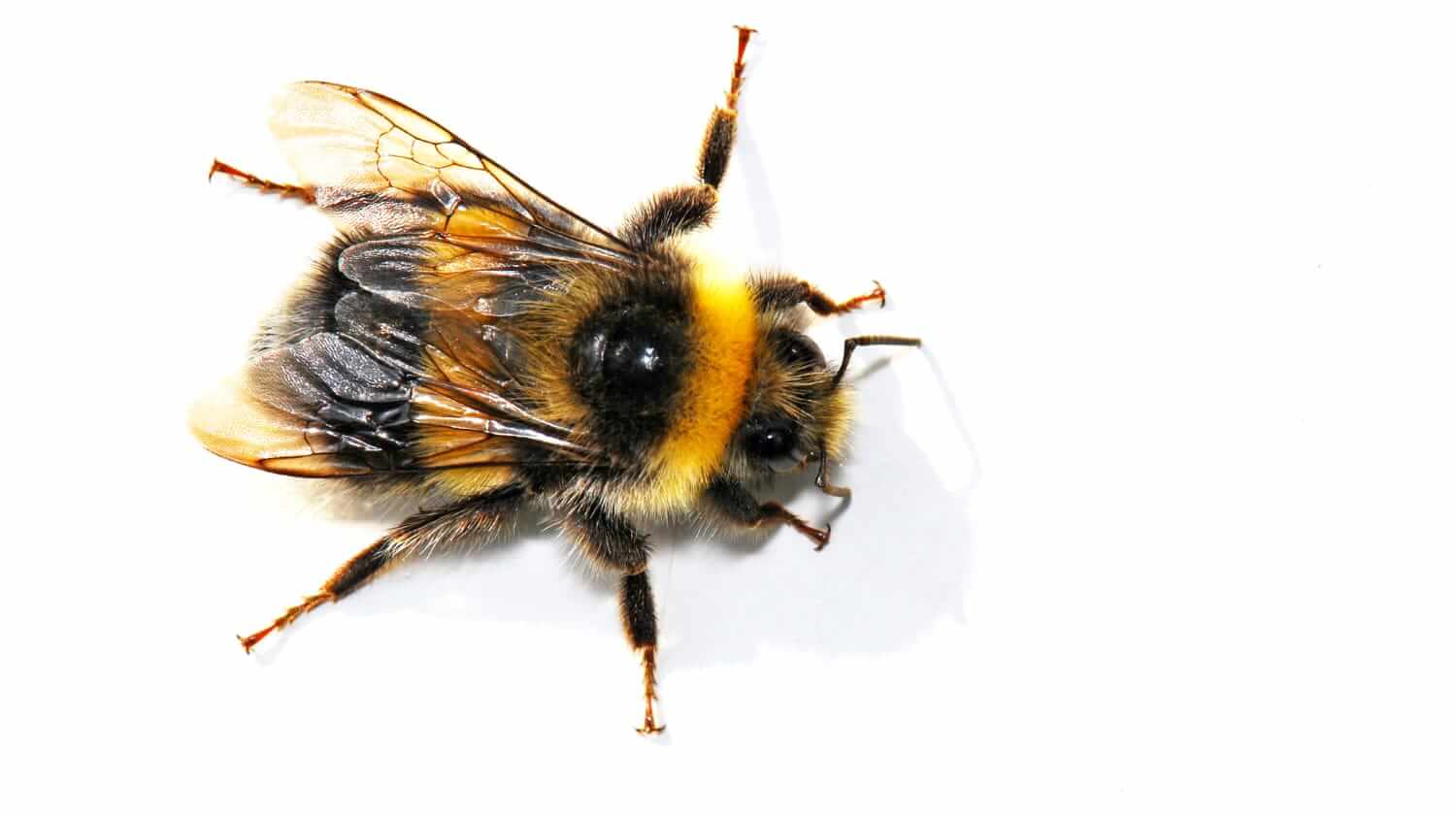 Closeup of a bumblebee